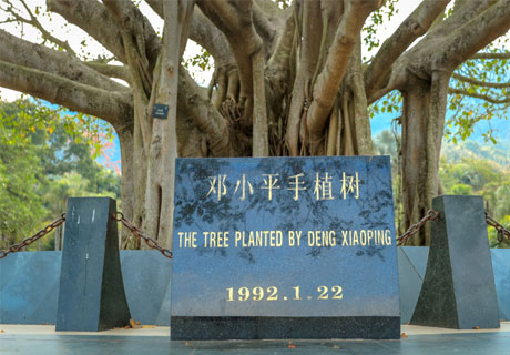 邓小平手植树
