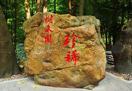 珍稀树木园