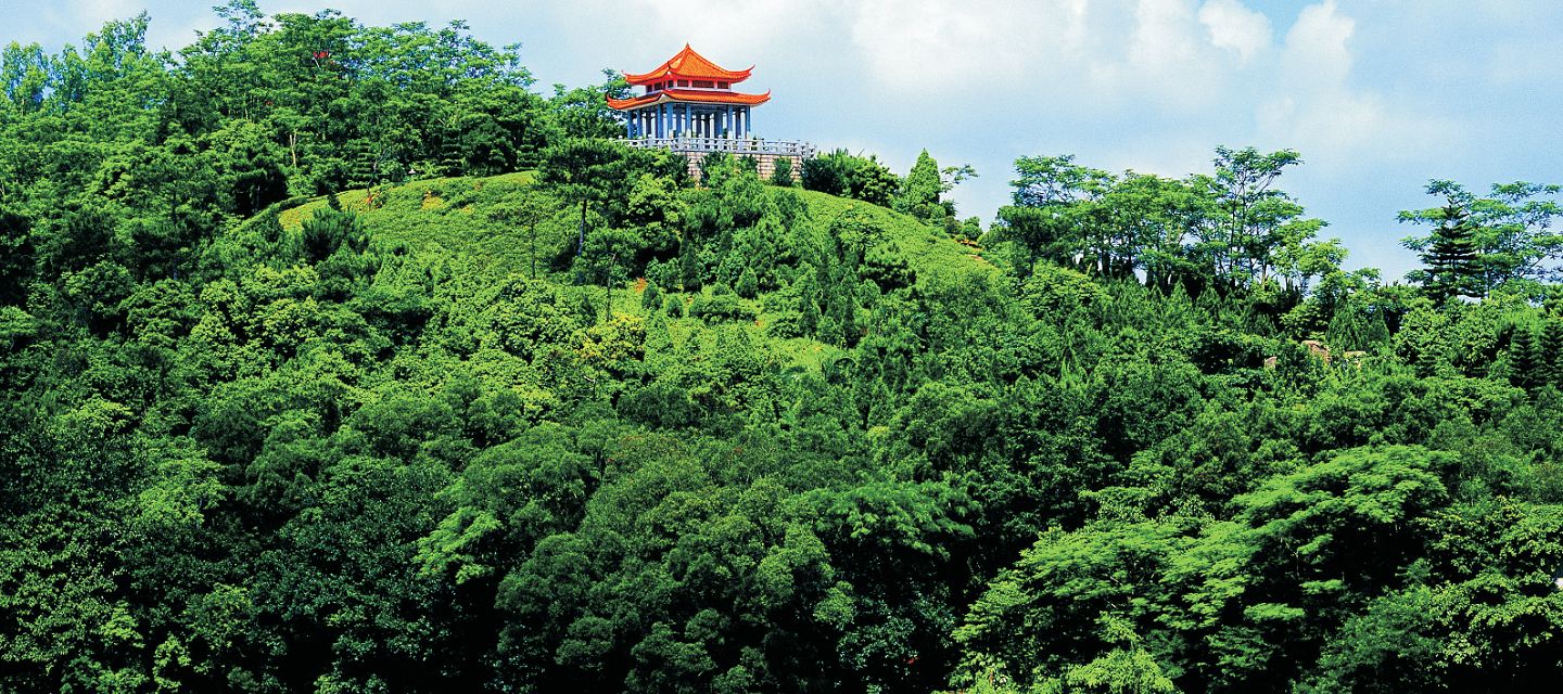 裸子植物区
